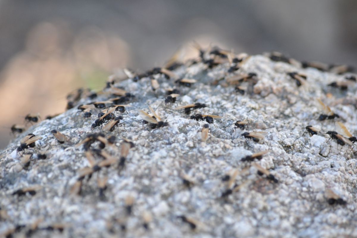 flying-ants