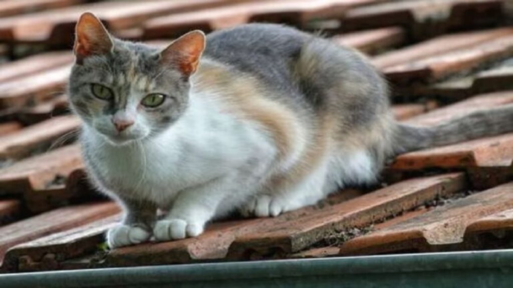 cat's comportement