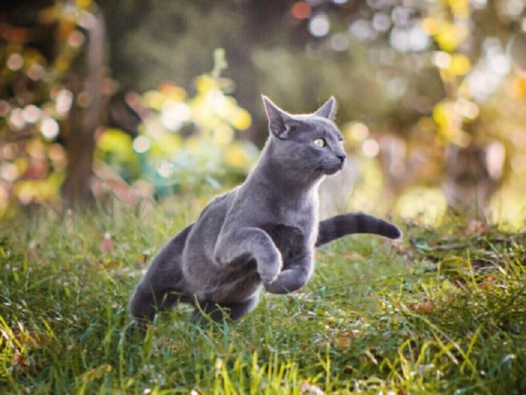 cat's comportement 2