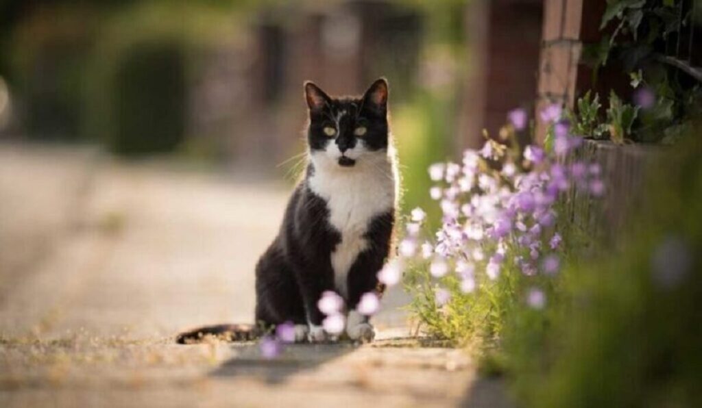 cat's comportement 3
