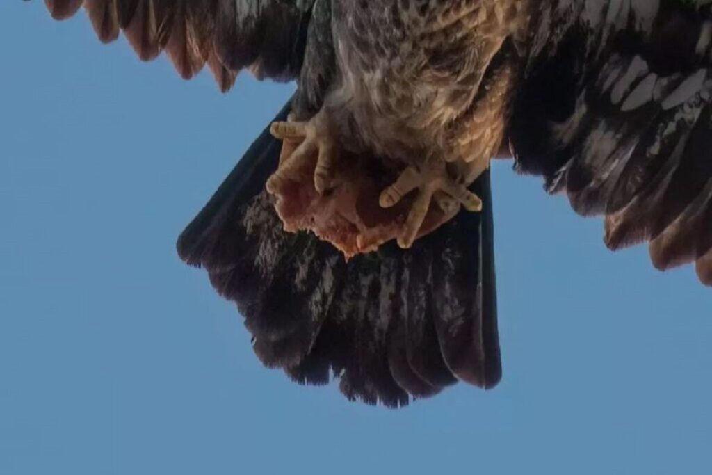 eagle's photos 4